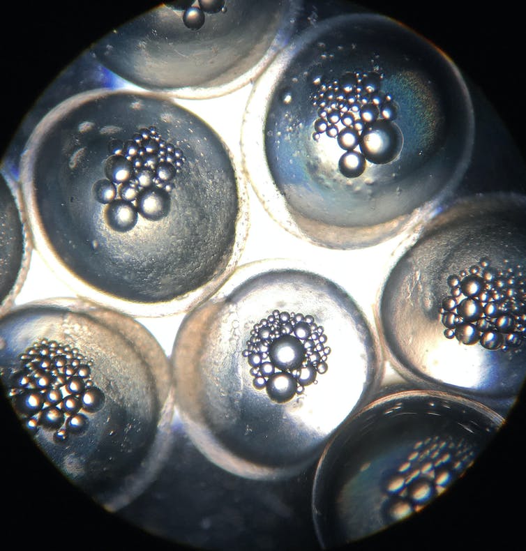 Stickleback eggs showing embryos growing inside.