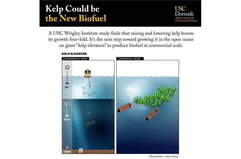 USC study shows promising potential for marine biofuel