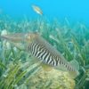 Quick-learning cuttlefish pass 'the marshmallow test'