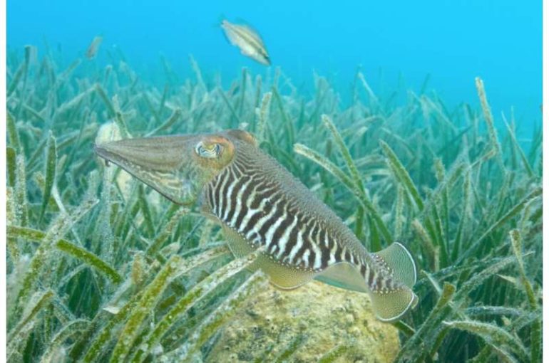 Quick-learning cuttlefish pass 'the marshmallow test'