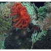 Researchers discover deep sea microbes invisible to human immune pattern recognition