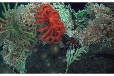 Researchers discover deep sea microbes invisible to human immune pattern recognition
