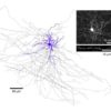 Researchers identify a class of neurons that are most active during non-REM sleep