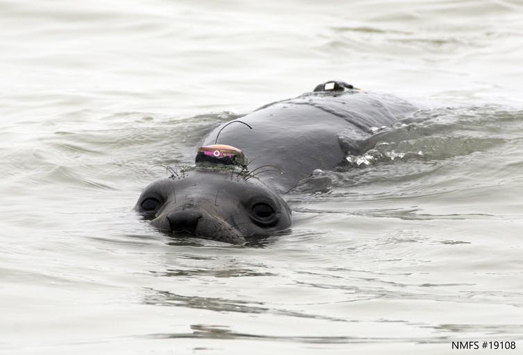 A female elephant seal swimming in the ocean with small tags on her head and back.