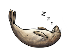 A seal floating asleep.