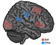 brain with different areas highlighted for 'self' and 'others'