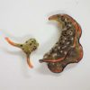 These sea slugs sever their own heads and regenerate brand-new bodies