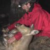 Young white-tailed deer that disperse survive the same as those that stay home