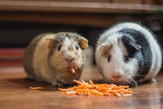 Two guinea pigs with a pile of grated carrots in front of them.