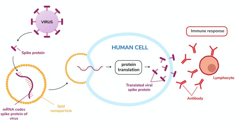 diagram of how an mRNA vaccine works