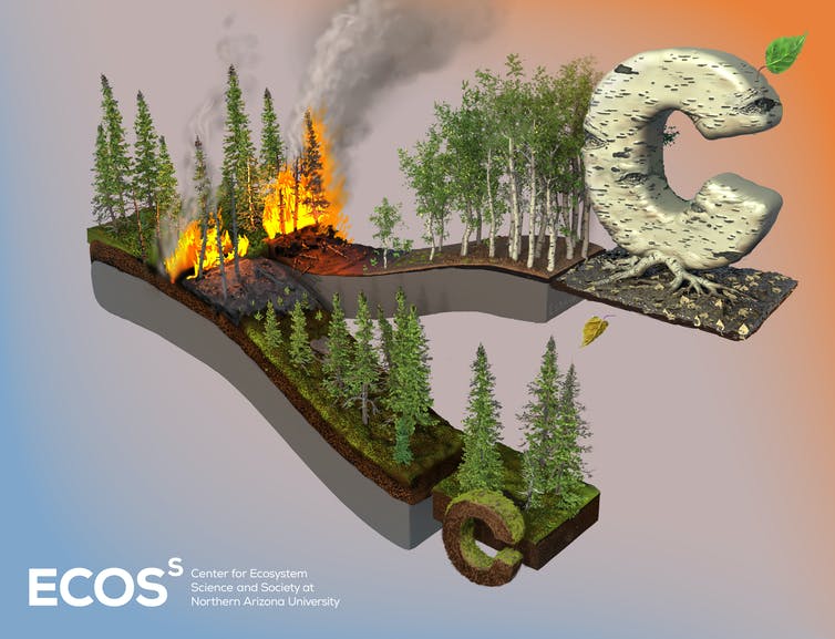 Illustration of forests and carbon storage above and below ground