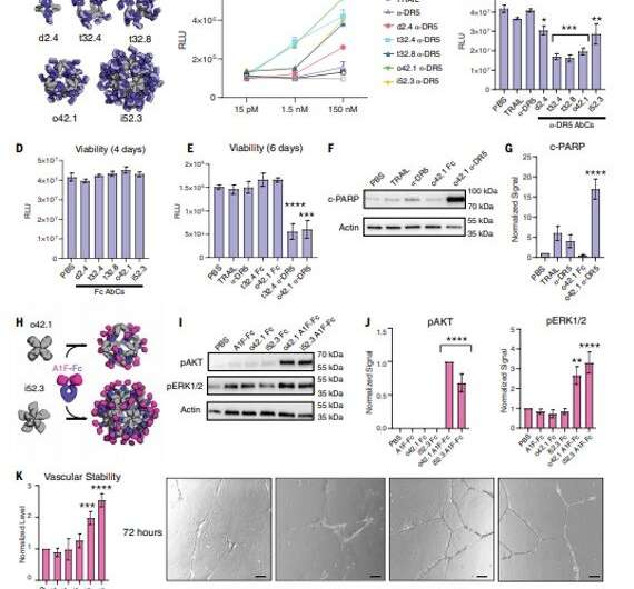 Designed proteins assemble antibodies into modular nanocages.