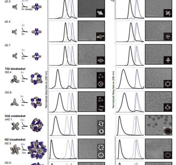 Designed proteins assemble antibodies into modular nanocages.