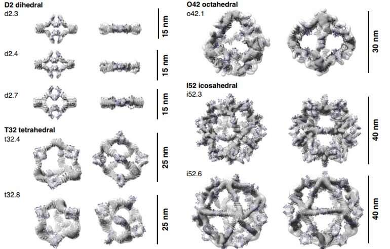 Designed proteins assemble antibodies into modular nanocages.