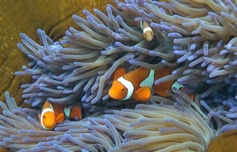 Using experimental technology and introducing heat-tolerant corals could help slow the Great Barrier Reef's decline by up to 20 
