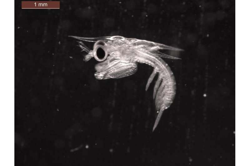 Baby mantis shrimp don't pull their punches