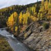 A river runs through a forest of yellow broadleaf trees with spruce mixed in.