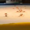 Fruit flies on a table.