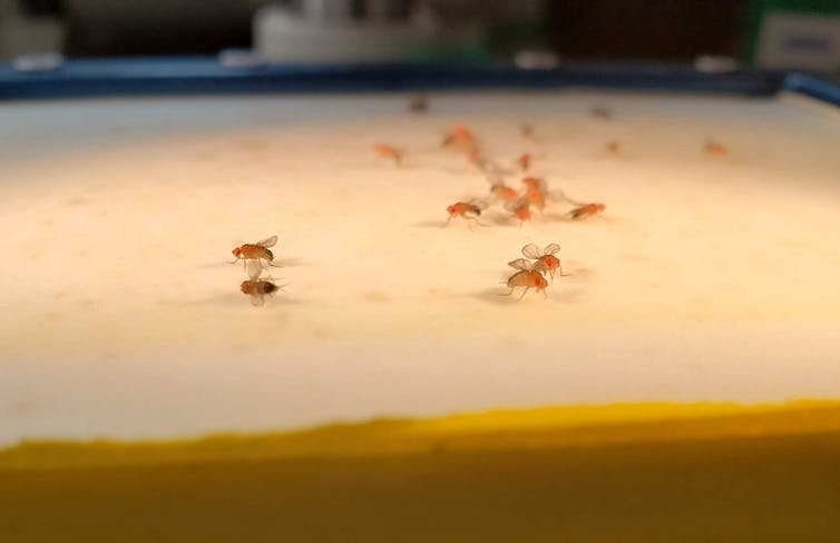 Fruit flies on a table.