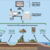 A flowchart of how snow/ice, freshwater, soil, sand or seawater samples can be collected and analyzed for their DNA.