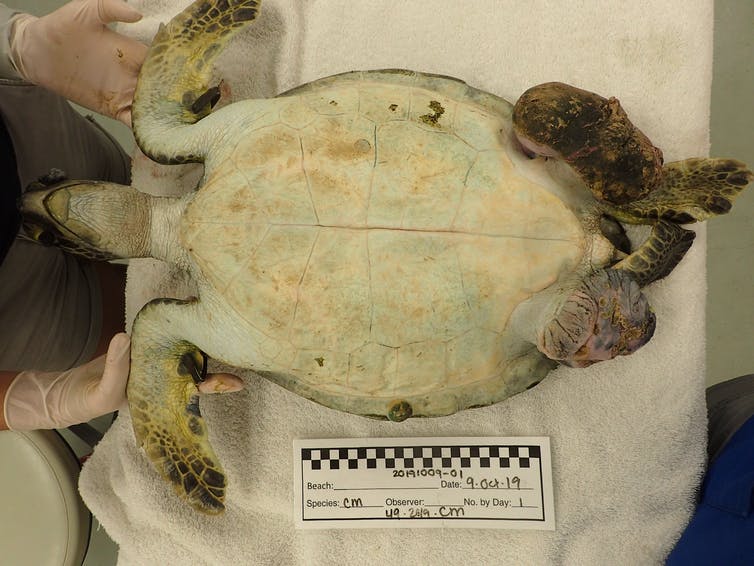 A sea turtle on its back in an exam room. One of its flippers is severely deformed.