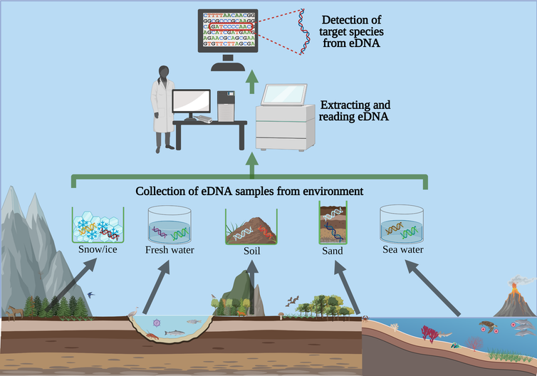 A flowchart of how snow/ice, freshwater, soil, sand or seawater samples can be collected and analyzed for their DNA.