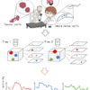 Illustration showing how an AI tracks cells through a microscope.