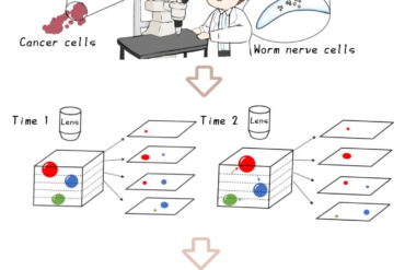 Illustration showing how an AI tracks cells through a microscope.