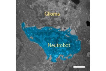 “Neutrobots” carry drugs through the blood-brain barrier without being attacked by the immune system