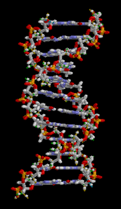 The double helix DNA structure.