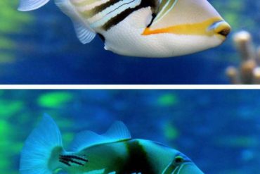 Warming seas might also look less colorful to some fish. Here's why that matters.