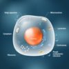 diagram of a generic cell featuring nucleus and other structures