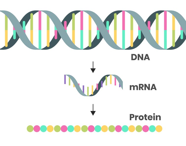 schematic of DNA, mRNA and a protein