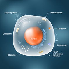 diagram of a generic cell featuring nucleus and other structures