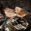 A brightly colored male zebra finch is perched next to a more drab colored female.