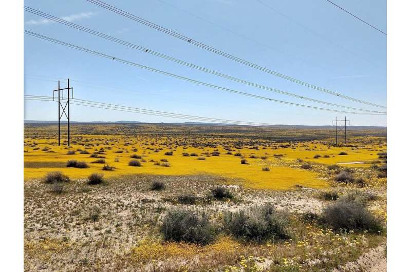 Solar development: super bloom or super bust for desert species?