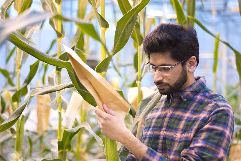 Mutant corn gene boosts sugar in seeds, leaves, may lead to breeding better crop