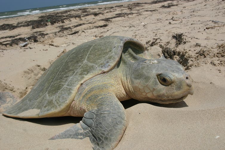 A female sea turtle digging a nest.