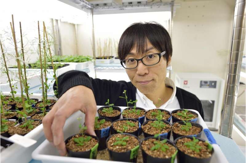 Plant flowering in low-nitrogen soils: A mechanism revealed