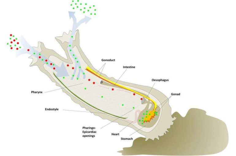 NIST, collaborators develop new method to better study microscopic plastics in the ocean