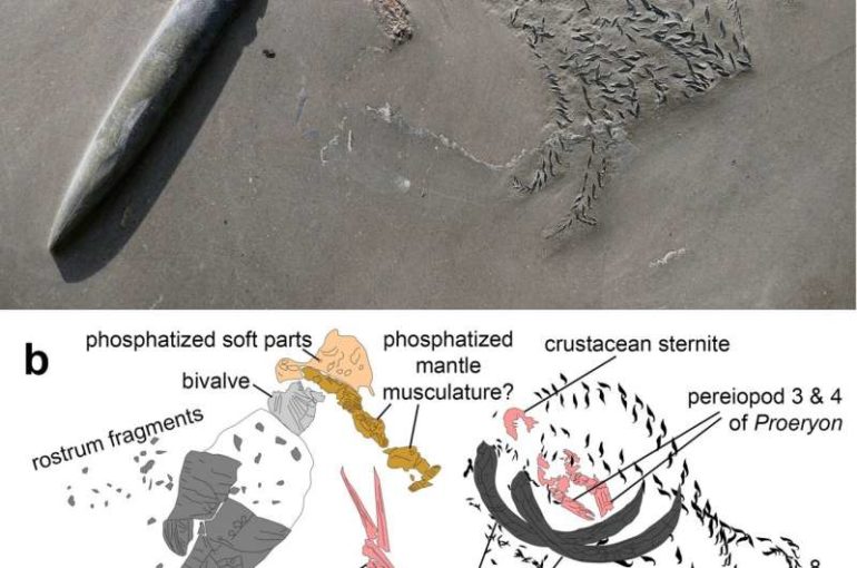 Fossil found of ancient squid-like creature feeding on crustacean after attack by shark-like creature