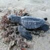 A tiny newborn sea turtle on the sand.