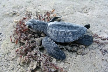A tiny newborn sea turtle on the sand.