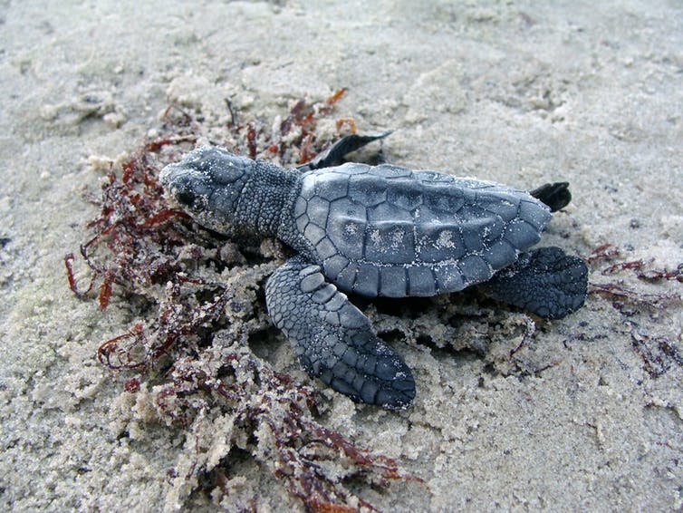A tiny newborn sea turtle on the sand.