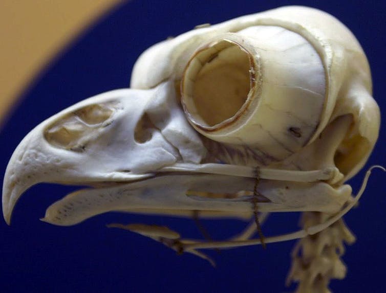 An owl skull with a cone like ring attached to the eye socket.