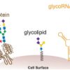 Some RNA molecules have unexpected sugar coating