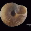 tudy reveals the genetic structure of the snail Xerocrassa montserratensis