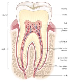 cross-section diagram of a human tooth