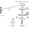 diagram of how scientists can use genetic sequence data from coronavirus