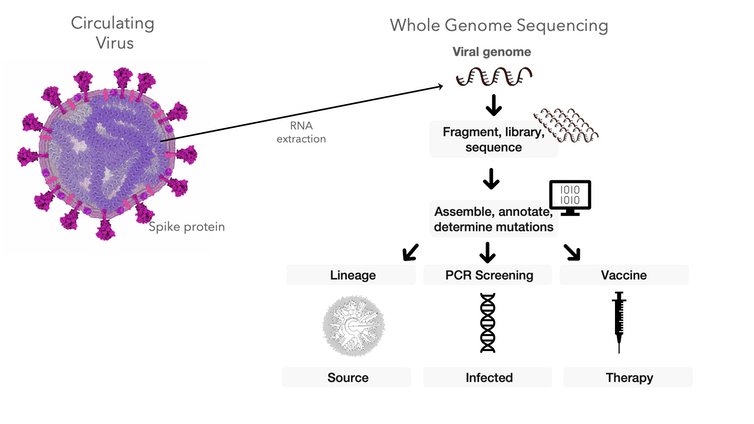 diagram of how scientists can use genetic sequence data from coronavirus